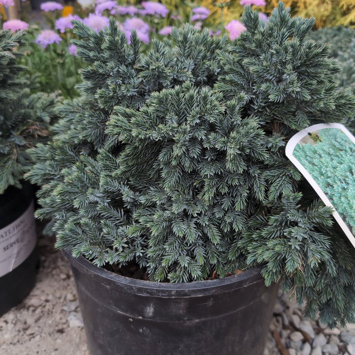 Juniperus squamata 'Blue Star'  - Blue Star Juniper - Shipped