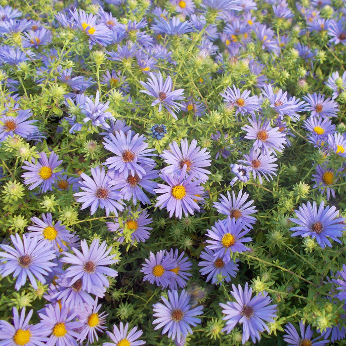 Aster oblongifolium 'October Skies'  - October Skies Aromatic Aster - Shipped
