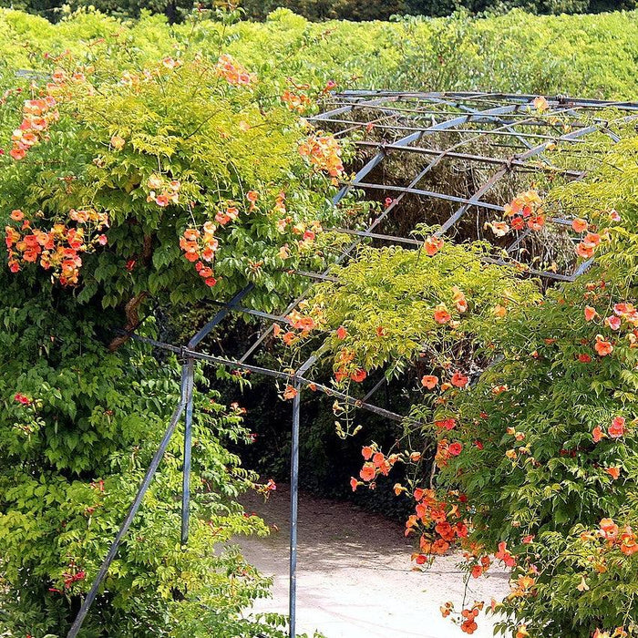 Campsis radicans  - Trumpet Vine - Shipped