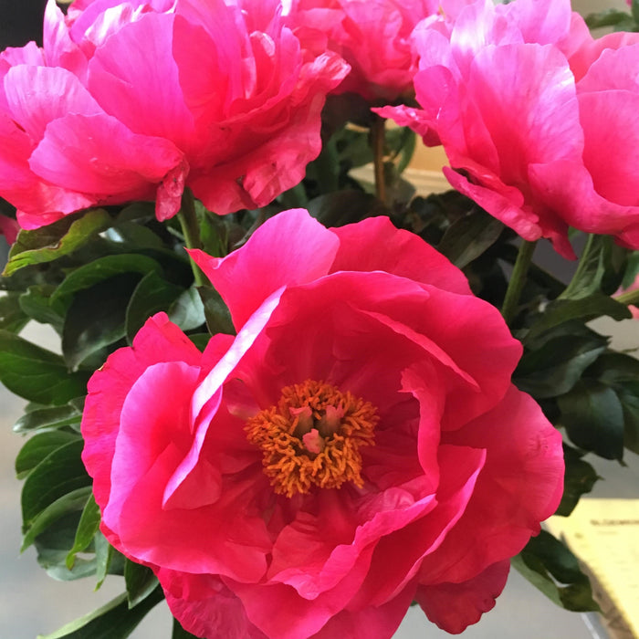Paeonia lactiflora 'Paula Fay'  - Paula Fay Peony - Shipped