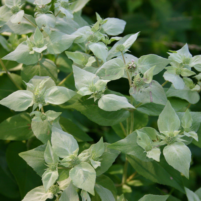 Pycnanthemum muticum  - Mountain Mint - Shipped