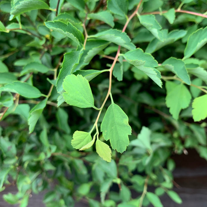 Renaissance Spirea - Shipped