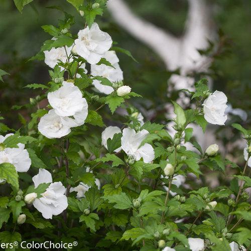 White Chiffon® Rose of Sharon - Shipped