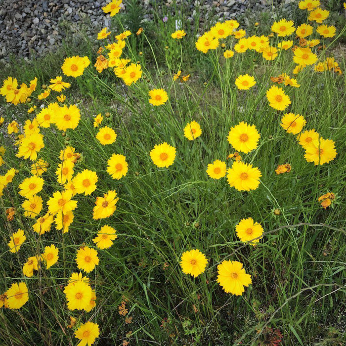Coreopsis lanceolata  - Lanceleaf Coreopsis - Shipped