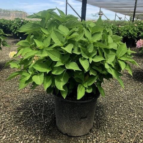 Endless Summer® The Original Hydrangea - Shipped