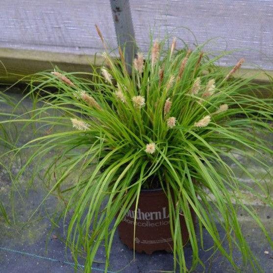 Carex oshimensis 'Everillo' PP#21,002  - EverColor® Everillo Sedge - Shipped