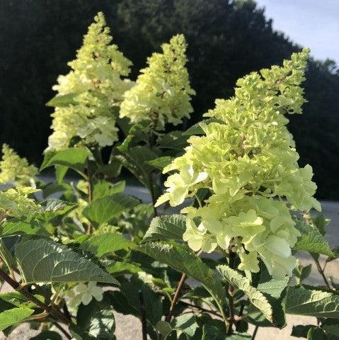 First Editions® Berry White® Hydrangea - Shipped