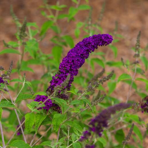 Buddleia davidii 'PIIBD-I' PP26,305  - First Editions® Groovy Grape™ Butterfly Bush - Shipped