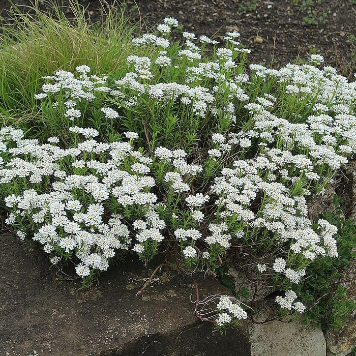 Iberis sempervirens 'Snowsurfer'  - Snowsurfer™ Candytuft - Shipped