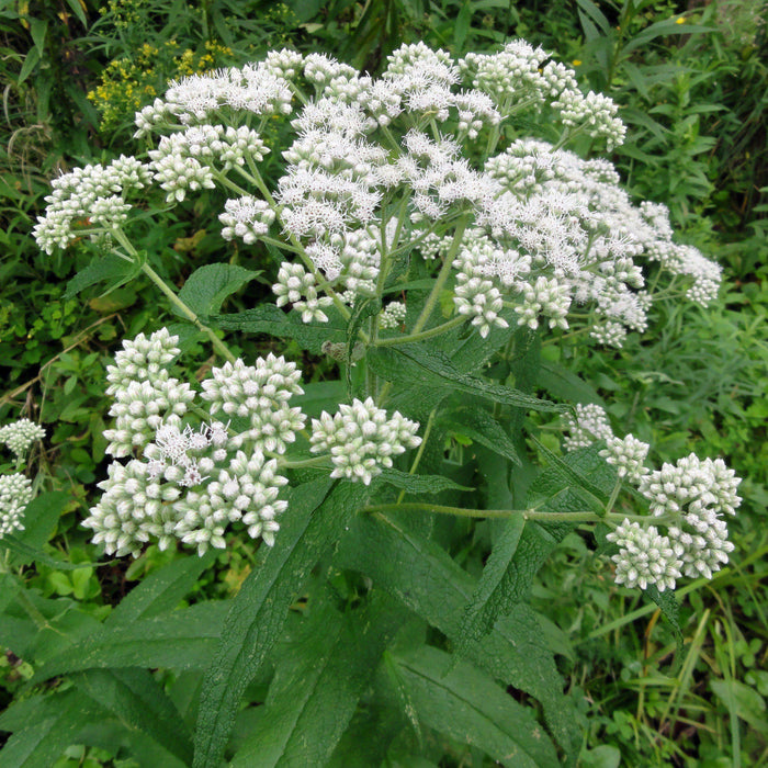 Eupatorium perfoliatum  - American Boneset - Shipped