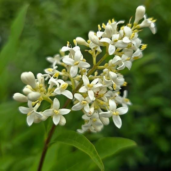 Ligustrum vulgare 'Cheyenne'  - Cheyenne European Privet - Shipped
