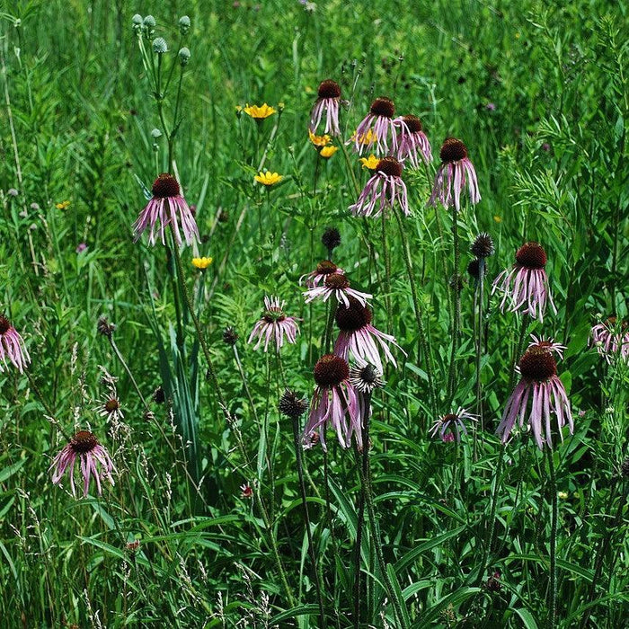 Echinacea pallida  - Pale Purple Coneflower - Shipped