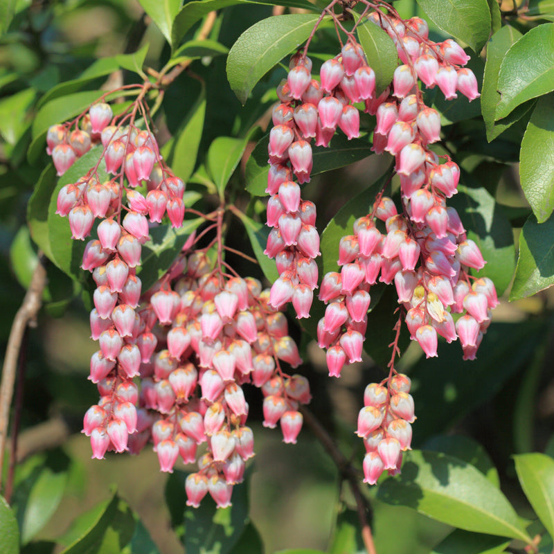 Katsura Pieris - Shipped