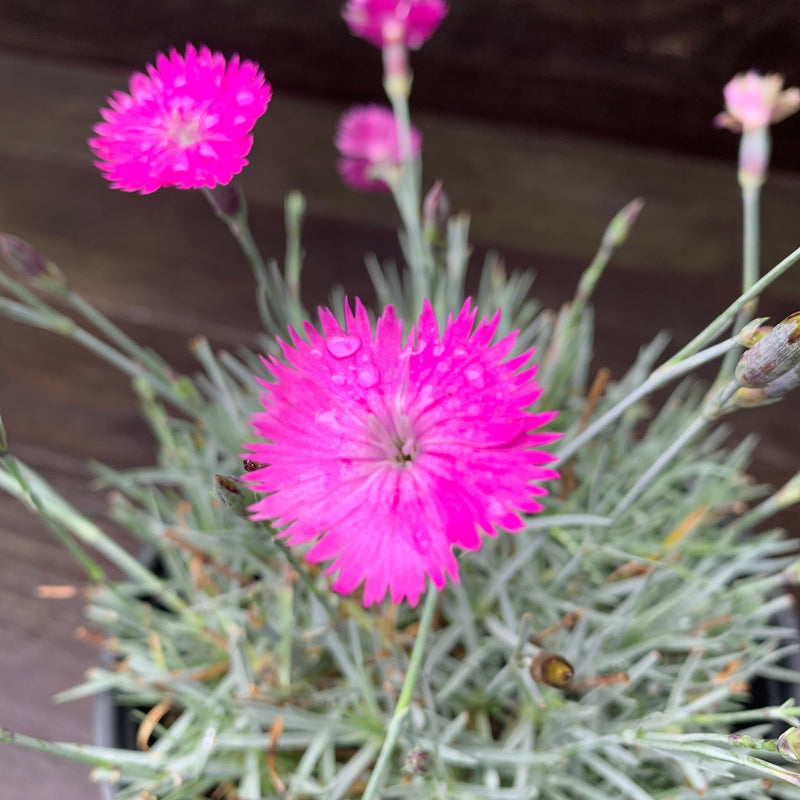 Firewitch Dianthus, Cheddar Pink - Shipped