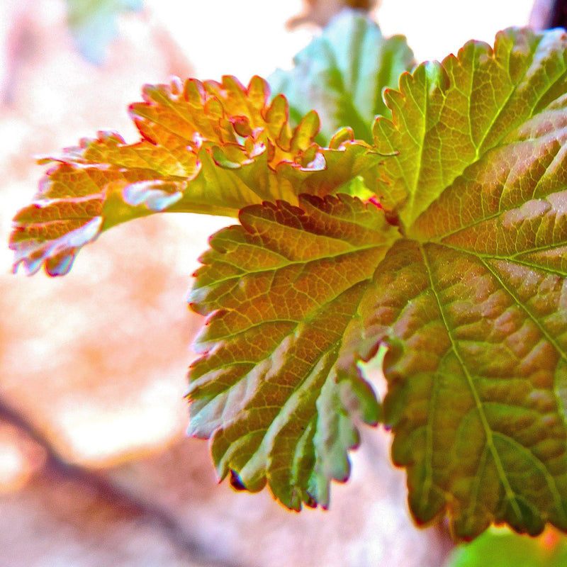 First Editions® Amber Jubilee™ Ninebark - Shipped