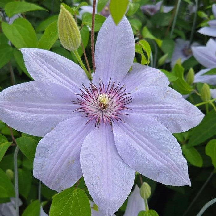 Clematis 'Evipo061'  - Boulevard® Bernadine™ Clematis - Shipped