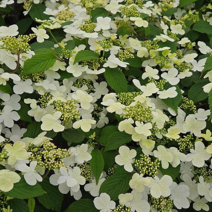 Viburnum plicatum var. tomentosum 'NCVP1'  - Steady Eddy® Doublefile Viburnum - Shipped