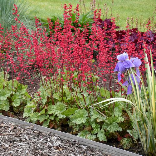 Heuchera 'Dolce Spearmint' PP31281  - Dolce® Spearmint Heuchera - Shipped