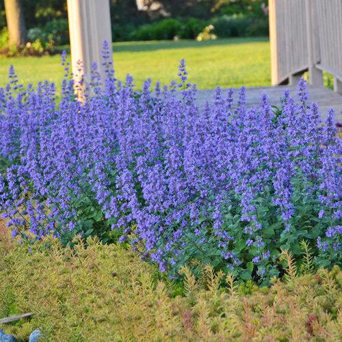 Cat's Meow Catmint - Shipped