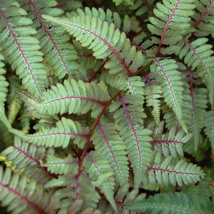 Japanese Painted Fern
