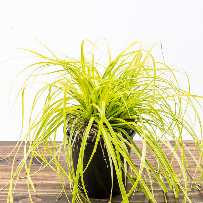 Carex oshimensis 'Everillo' PP#21,002  - EverColor® Everillo Sedge - Shipped