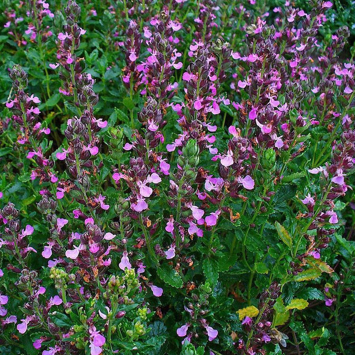 Teucrium chamaedrys  - Wall Germander - Shipped