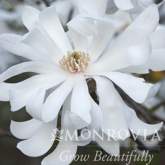 Magnolia stellata 'Royal Star'  - Royal Star Magnolia - Shipped