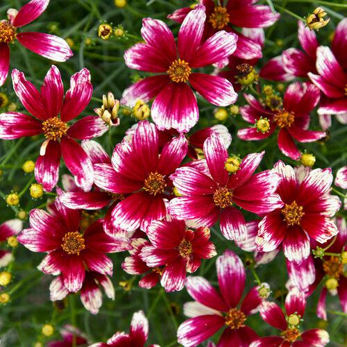 Coreopsis verticillata 'Heartstrings'  - Designer Threads™ Heartstrings Coreopsis - Shipped
