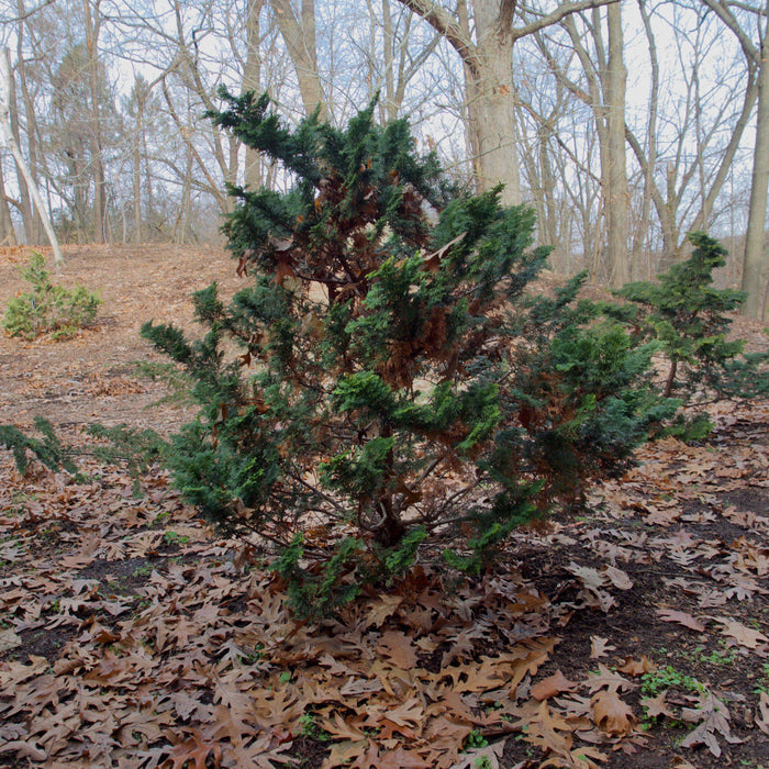 Chamaecyparis obtusa 'Gracilis'  - Slender Hinoki False Cypress - Shipped
