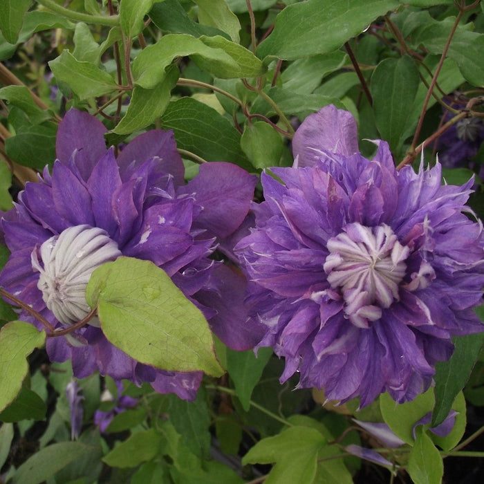 Clematis 'evipo039'  - Regal® Diamantina™ Clematis - Shipped