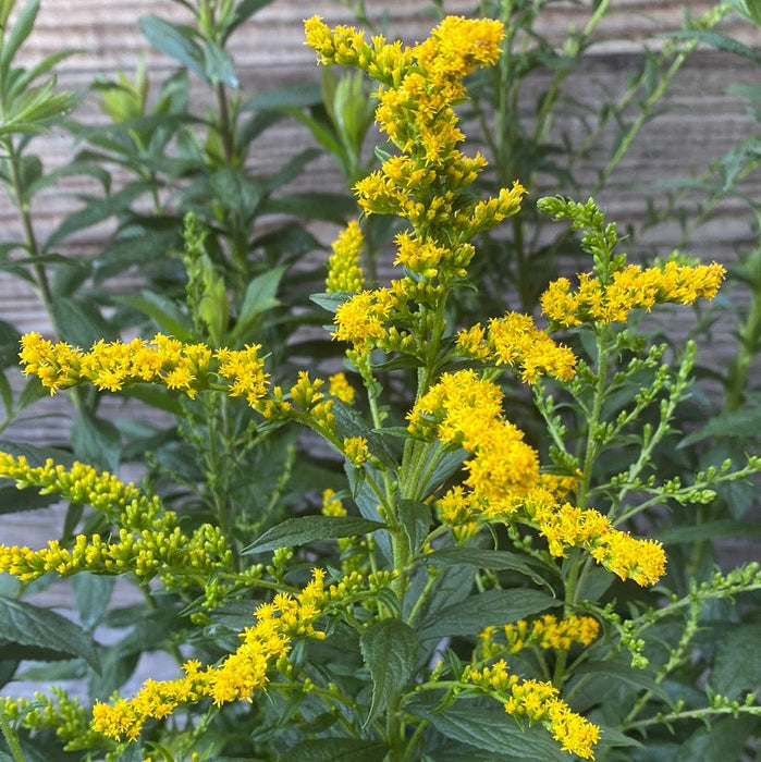 Solidago rugosa 'Fireworks'  - Fireworks Goldenrod - Shipped