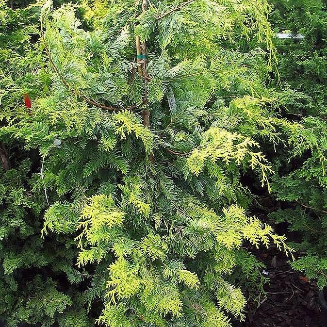 Golden Hinoki False Cypress - Shipped