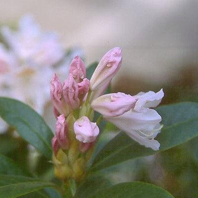 Cunningham's White Rhododendron - Shipped
