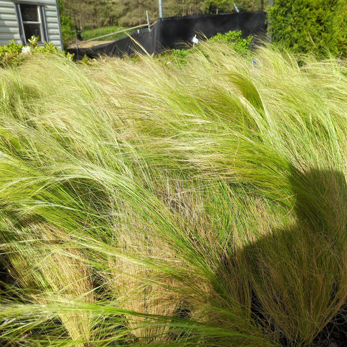 Nassella tenuissima  - Mexican Feather Grass - Shipped