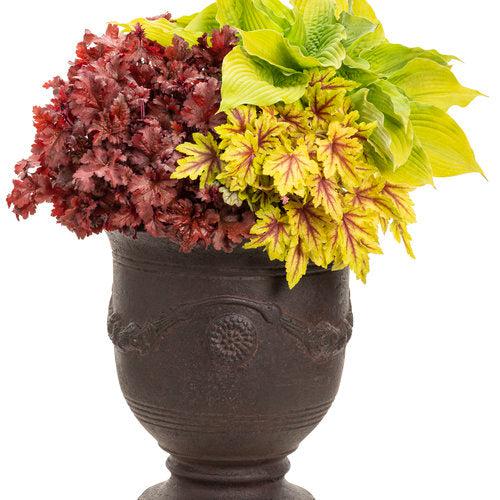 x Heucherella ‘Eye Spy’  - Fun and Games® Eye Spy Foamy Bells - Shipped