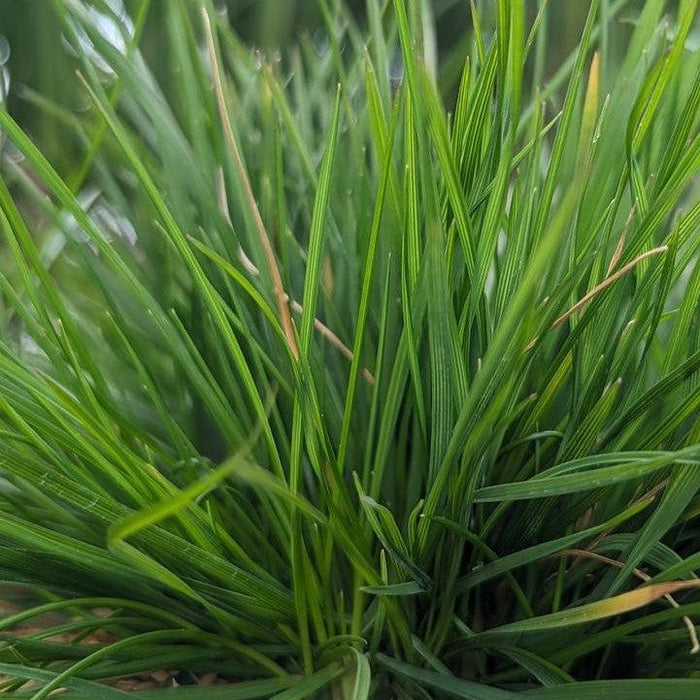 Deschampsia cespitosa 'Pixie Fountain'  - Pixie Fountain Tufted Hair Grass - Shipped