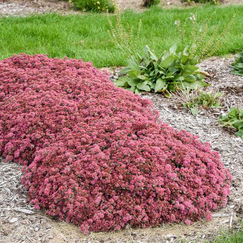 Rock 'N Round™ Popstar Stonecrop - Shipped