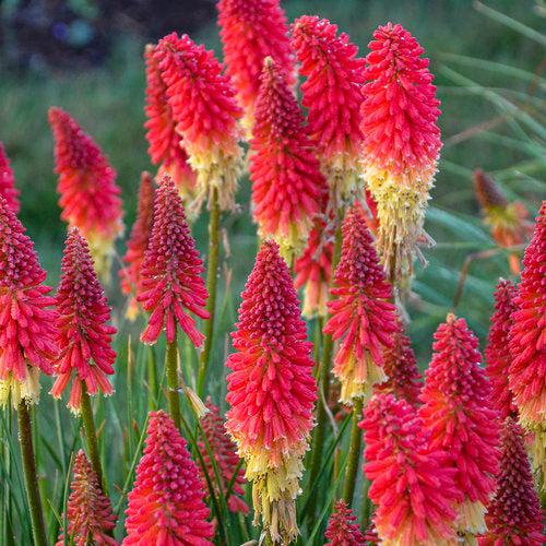 Kniphofia 'Rocket's Red Glare'  - PW® Pyromania® Rocket's Red Glare Red Hot Poker, Torch Lily - Shipped