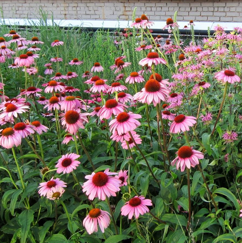 Magnus Echinacea, Coneflower - Shipped