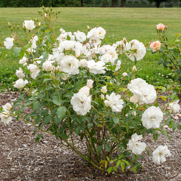 Rosa 'Korbin'  - Iceberg Rose - Shipped