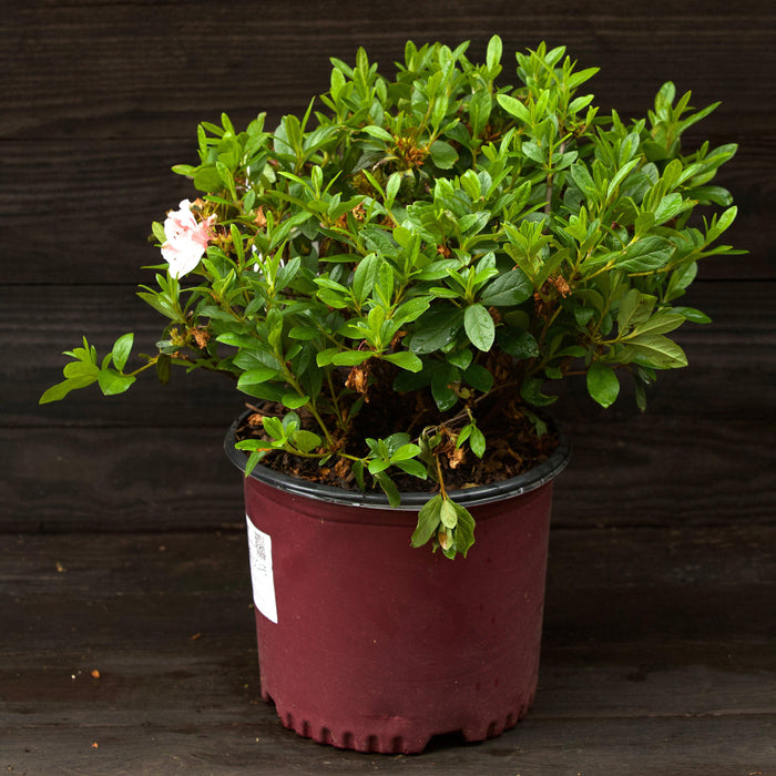 Rhododendron ‘Robleze’  - Encore® Autumn Starburst™ Azalea - Shipped