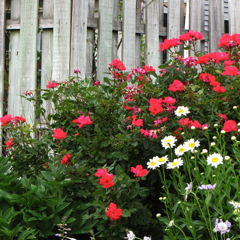 Flower Carpet® Red Rose - Shipped