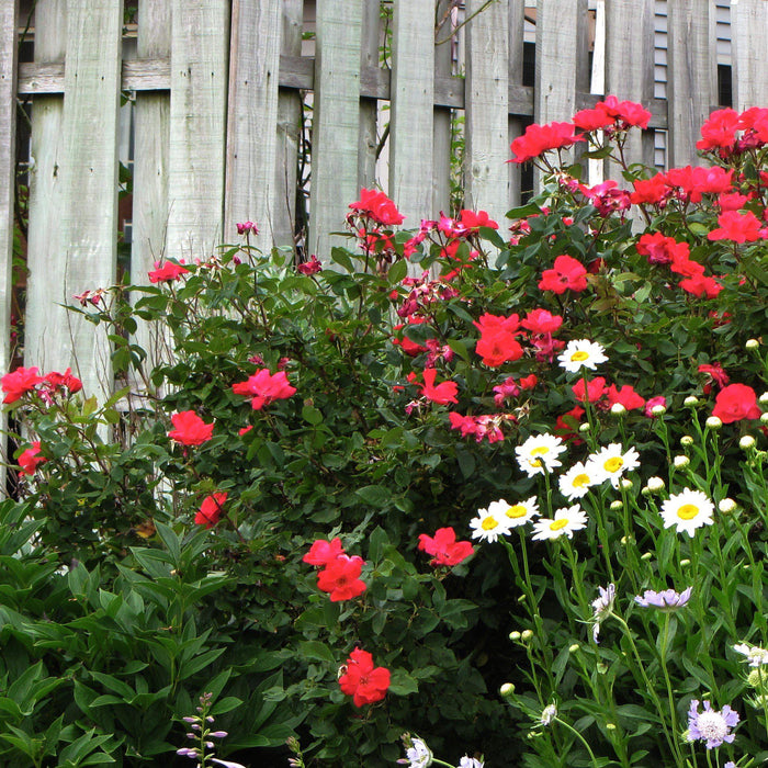 Flower Carpet® Red Rose - Shipped