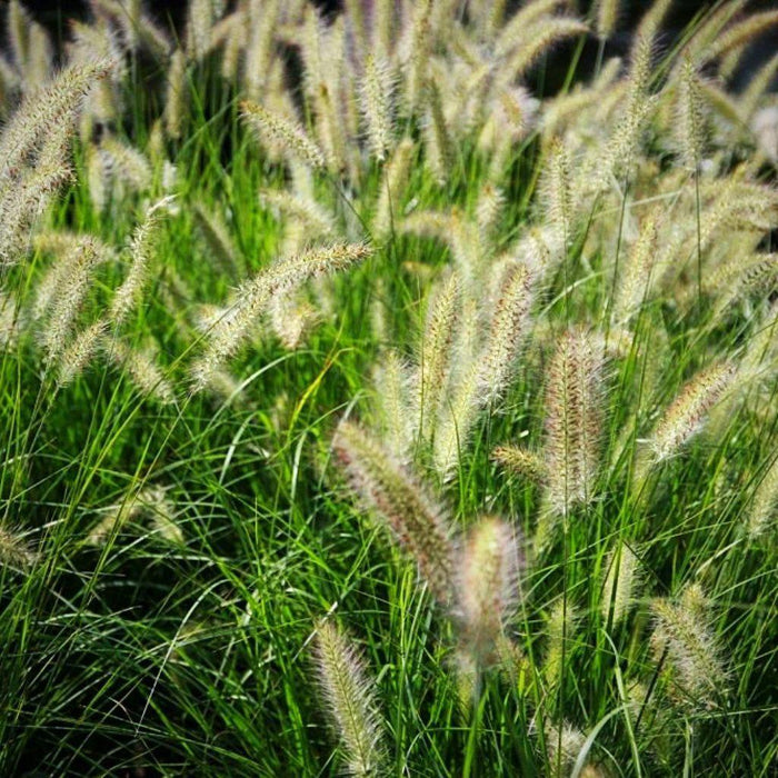 Pennisetum alopecuroides 'Hameln  - Hameln Fountain Grass - Shipped
