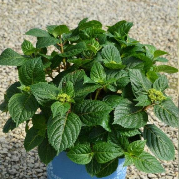 Endless Summer® Pop Star® Hydrangea - Shipped