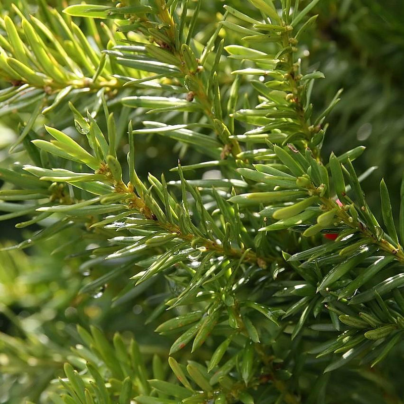 Hick's Yew - Shipped