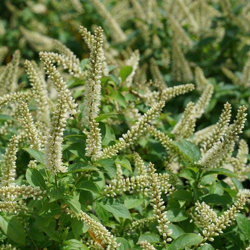 Itea virginica 'SMNIVMM' PP33549  - PW® Fizzy Mizzy® Sweetspire - Shipped