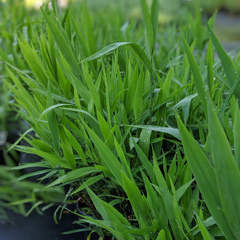 River Oats, Inland Sea Oats - Shipped