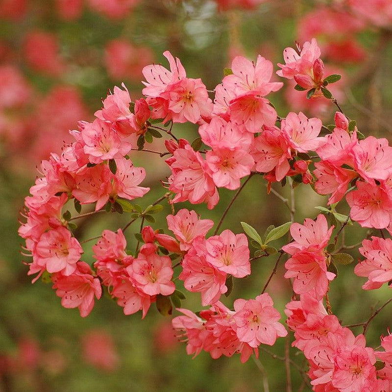 Blaauw's Pink Azalea - Shipped