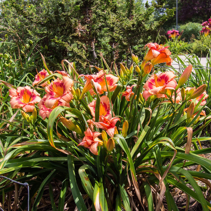 Strawberry Candy Daylily - Shipped